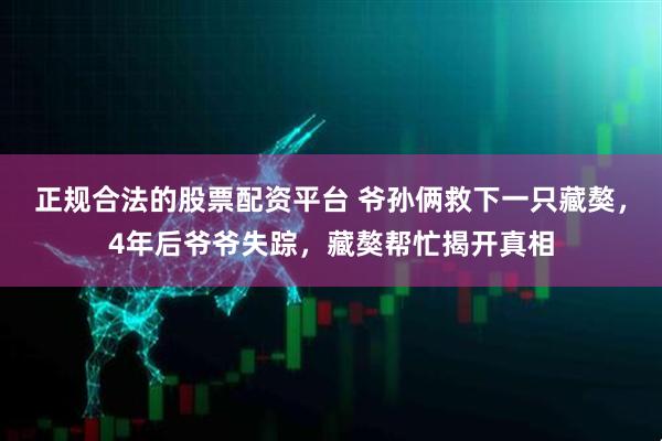 正规合法的股票配资平台 爷孙俩救下一只藏獒，4年后爷爷失踪，藏獒帮忙揭开真相